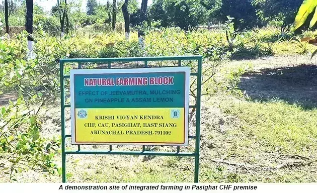 Arunachal: विपरीत मौसम से ग्रामीण किसान, कृषि वैज्ञानिक हैरान Arunachal: विपरीत मौसम से ग्रामीण किसान, कृषि वैज्ञानिक हैरान