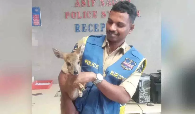 Gudimalkapur में पुलिस ने छह महीने के हिरण के बच्चे को बचाया Gudimalkapur में पुलिस ने छह महीने के हिरण के बच्चे को बचाया