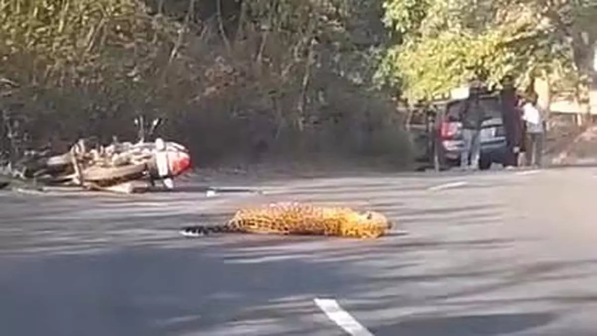 सड़क पार करते समय तेज रफ्तार बाइक ने तेंदुए को टक्कर मार दी सड़क पार करते समय तेज रफ्तार बाइक ने तेंदुए को टक्कर मार दी