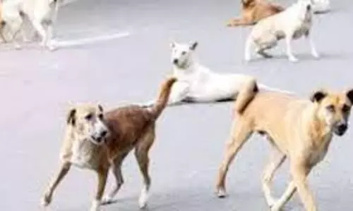 Greater Noida: आवारा कुत्तों का आतंक, महिला पर किया हमला Greater Noida: आवारा कुत्तों का आतंक, महिला पर किया हमला