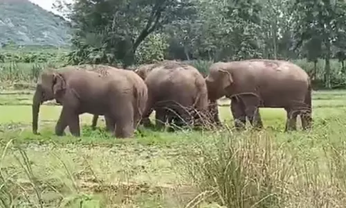 Tamil Nadu: हाथियों के हमलों को रोकने के लिए वन विभाग ने लगाई सौर बाड़ Tamil Nadu: हाथियों के हमलों को रोकने के लिए वन विभाग ने लगाई सौर बाड़