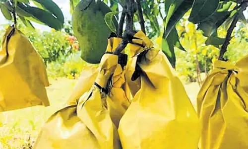 Andhra: गुंटूर में आम की फसल की पैदावार बढ़ाने के लिए सुरक्षात्मक बैग Andhra: गुंटूर में आम की फसल की पैदावार बढ़ाने के लिए सुरक्षात्मक बैग