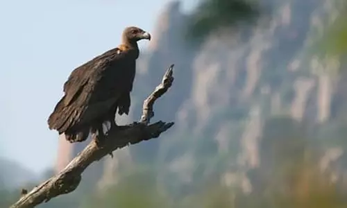 Tamil Nadu: तमिलनाडु में समन्वित गिद्ध गणना निर्धारित Tamil Nadu: तमिलनाडु में समन्वित गिद्ध गणना निर्धारित