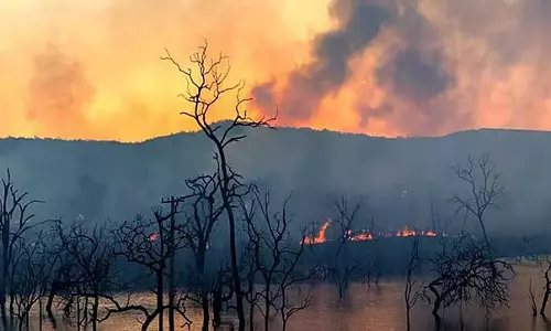 Karnataka: बकरियों के चारे के लिए जंगल में सूखी घास में आग लगाने वाला व्यक्ति गिरफ्तार