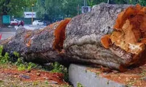 एनसी विधायक ने अनंतनाग में चिनार के पेड़ों की कटाई की जांच मांग की