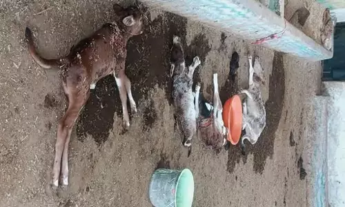कुत्तों ने ली 6 बछड़ों की जान, जिंदा नोचते रहे