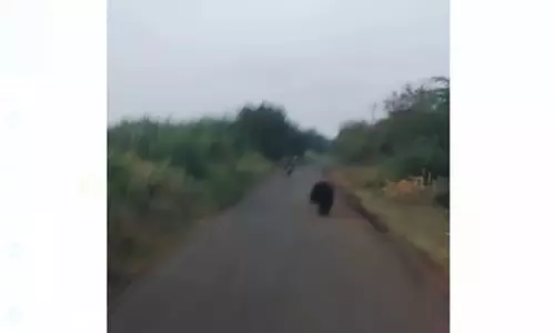 Tamil Nadu: कुरिची में सड़क पर घूम रहा भालू Tamil Nadu: कुरिची में सड़क पर घूम रहा भालू