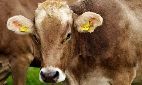 Odisha: सरकार ने पशुओं के लिए मुफ्त इलाज और टीकाकरण की घोषणा की Odisha: सरकार ने पशुओं के लिए मुफ्त इलाज और टीकाकरण की घोषणा की