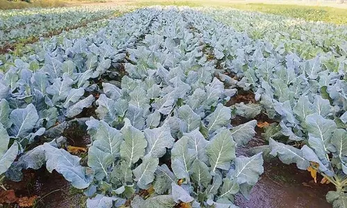 Banga का यह प्रगतिशील किसान उगाता, 25 विदेशी सब्ज़ियाँ Banga का यह प्रगतिशील किसान उगाता, 25 विदेशी सब्ज़ियाँ
