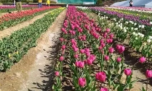 Palampur में खिले ट्यूलिप, संस्थान उच्च मांग से लाभ कमाने को उत्सुक
