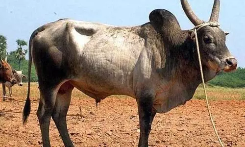 ऐसा हथकंडा अपनाया मवेशी चुराने के लिए चोरों ने, जानकर दिमाग हिल जाएगा
