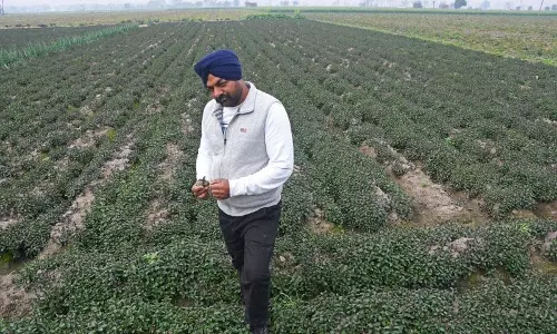 Ludhiana: जगराओं का यह किसान कमा रहा, पैसा