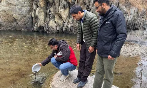 Himachal: मछली पकड़ने को बढ़ावा देने के लिए उहल में 10,000 ब्राउन ट्राउट फिंगरलिंग्स का भंडारण किया