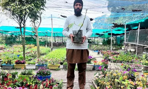 किसान ने रिवर्स माइग्रेशन का विकल्प चुना, Punjab में बागवानी को पुनर्जीवित करने का लक्ष्य
