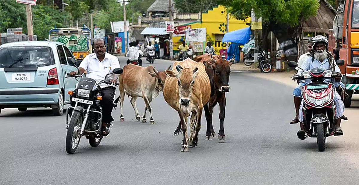 Tamil Nadu: त्रिची निगम परिषद ने आवारा मवेशियों पर जुर्माना कम करने का प्रस्ताव पारित किया Tamil Nadu: त्रिची निगम परिषद ने आवारा मवेशियों पर जुर्माना कम करने का प्रस्ताव पारित किया