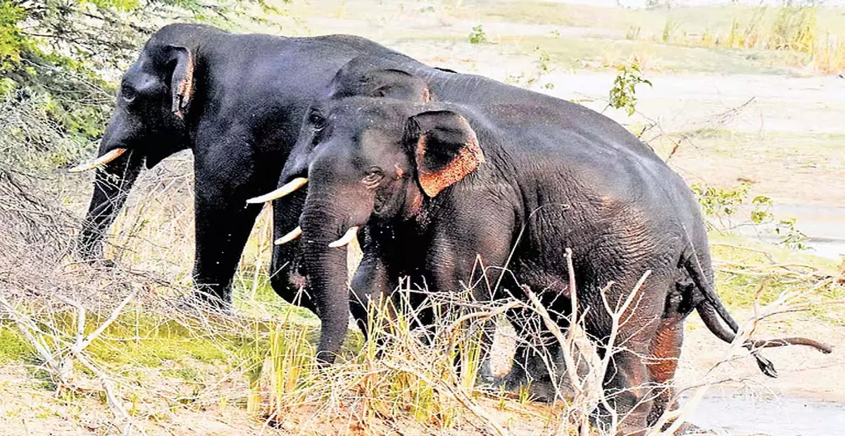 Andhra: मानवीय अतिक्रमण और भोजन की कमी के कारण जंगली हाथियों में संघर्ष Andhra: मानवीय अतिक्रमण और भोजन की कमी के कारण जंगली हाथियों में संघर्ष