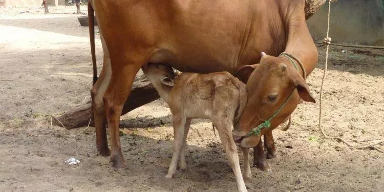 ओडिशा सरकार पशुओं के लिए मुफ्त उपचार और टीकाकरण उपलब्ध कराएगी ओडिशा सरकार पशुओं के लिए मुफ्त उपचार और टीकाकरण उपलब्ध कराएगी