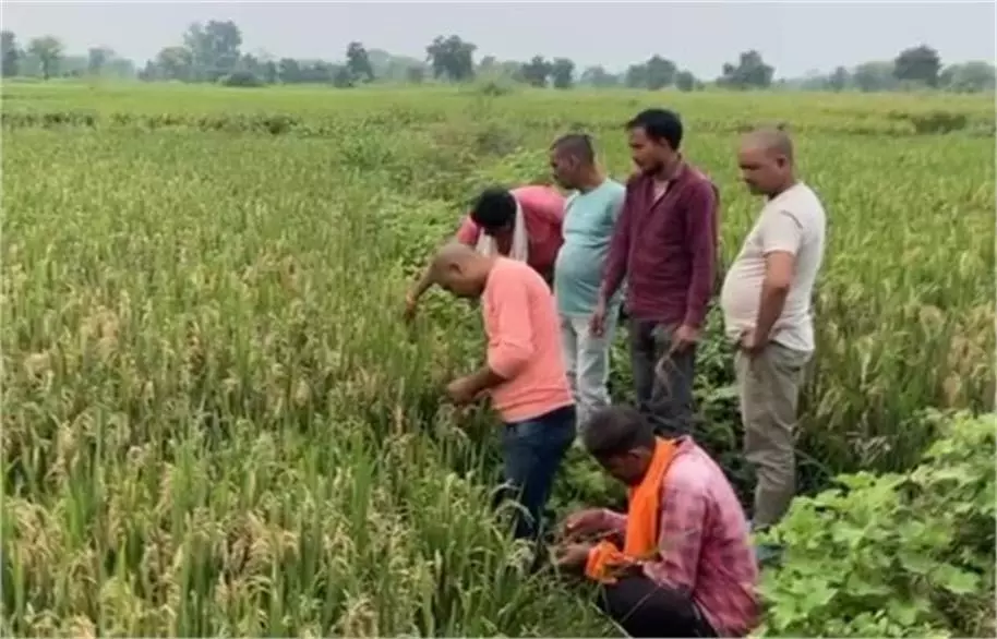 MP News: जंगली जानवरों के लिए बिछाए गए करंट की चपेट में आया किसान MP News: जंगली जानवरों के लिए बिछाए गए करंट की चपेट में आया किसान