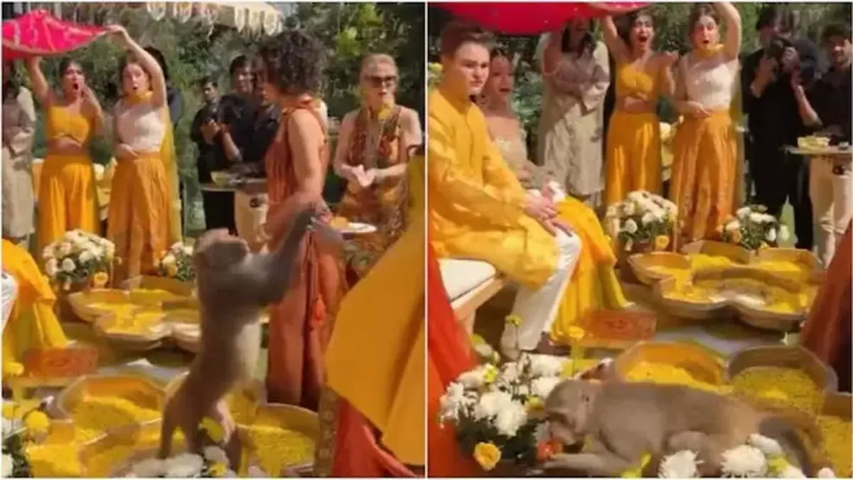 शादी में मेहमानों की प्लेट से बंदर ने चुराया खाना, देखें VIDEO शादी में मेहमानों की प्लेट से बंदर ने चुराया खाना, देखें VIDEO