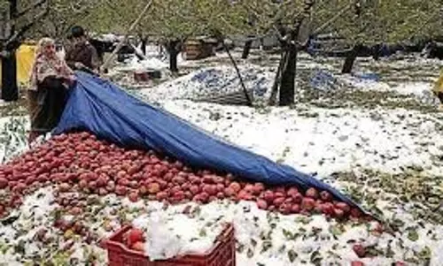 Shopian बर्फबारी से सेब किसानों को राहत मिली