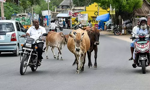 Tamil Nadu: त्रिची निगम परिषद ने आवारा मवेशियों पर जुर्माना कम करने का प्रस्ताव पारित किया