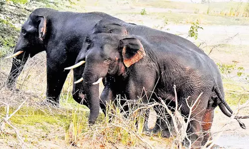 Andhra: मानवीय अतिक्रमण और भोजन की कमी के कारण जंगली हाथियों में संघर्ष Andhra: मानवीय अतिक्रमण और भोजन की कमी के कारण जंगली हाथियों में संघर्ष
