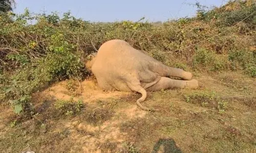Athagarh में हाथी की बिजली से मौत