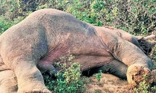 Bhubaneswar: ओडिशा के अथागढ़ में बिजली का करंट लगने से हाथी की मौत Bhubaneswar: ओडिशा के अथागढ़ में बिजली का करंट लगने से हाथी की मौत
