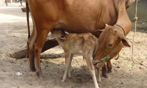 ओडिशा सरकार पशुओं के लिए मुफ्त उपचार और टीकाकरण उपलब्ध कराएगी ओडिशा सरकार पशुओं के लिए मुफ्त उपचार और टीकाकरण उपलब्ध कराएगी