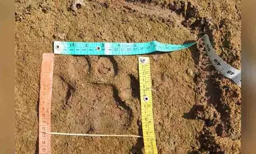 Mancherial में ग्रामीणों से एल1 नामक बाघिन से सावधान रहने का आग्रह