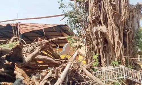 GOA: बनस्तारी बाजार में 600 साल पुराना वडा देव बरगद का पेड़ गिरने से हादसा टल गया GOA: बनस्तारी बाजार में 600 साल पुराना वडा देव बरगद का पेड़ गिरने से हादसा टल गया