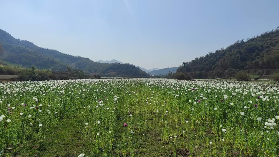 Manipur : कांगपोकपी में 50 एकड़ अवैध पोस्ते की खेती को नष्ट किया गया