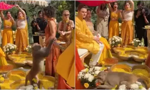 शादी में मेहमानों की प्लेट से बंदर ने चुराया खाना, देखें VIDEO शादी में मेहमानों की प्लेट से बंदर ने चुराया खाना, देखें VIDEO