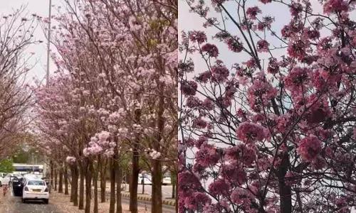 Hyderabad अपने चेरी फूलों से गुलाबी हो जाएगा