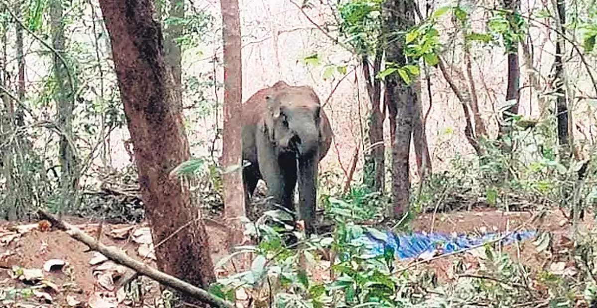 Kerala: इंचाथोटी वन कर्मचारियों ने जंगली जानवरों के लिए जलकुंड बनाने के लिए धन एकत्रित किया Kerala: इंचाथोटी वन कर्मचारियों ने जंगली जानवरों के लिए जलकुंड बनाने के लिए धन एकत्रित किया