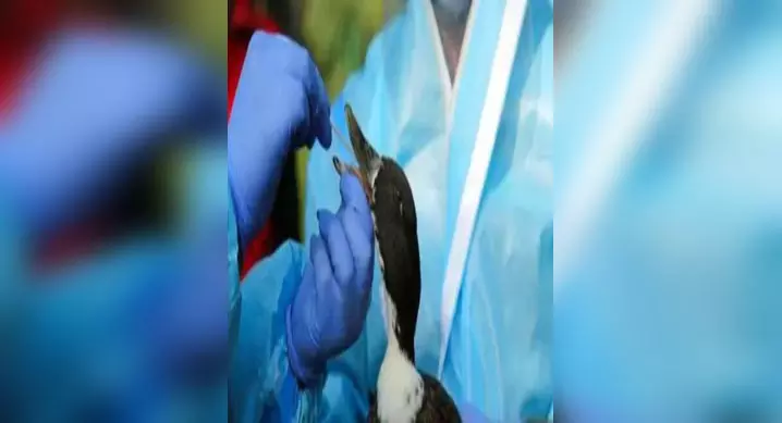 कौओं की मौत के बाद बर्ड फ्लू की पुष्टि, अधिकारी हाई अलर्ट पर कौओं की मौत के बाद बर्ड फ्लू की पुष्टि, अधिकारी हाई अलर्ट पर