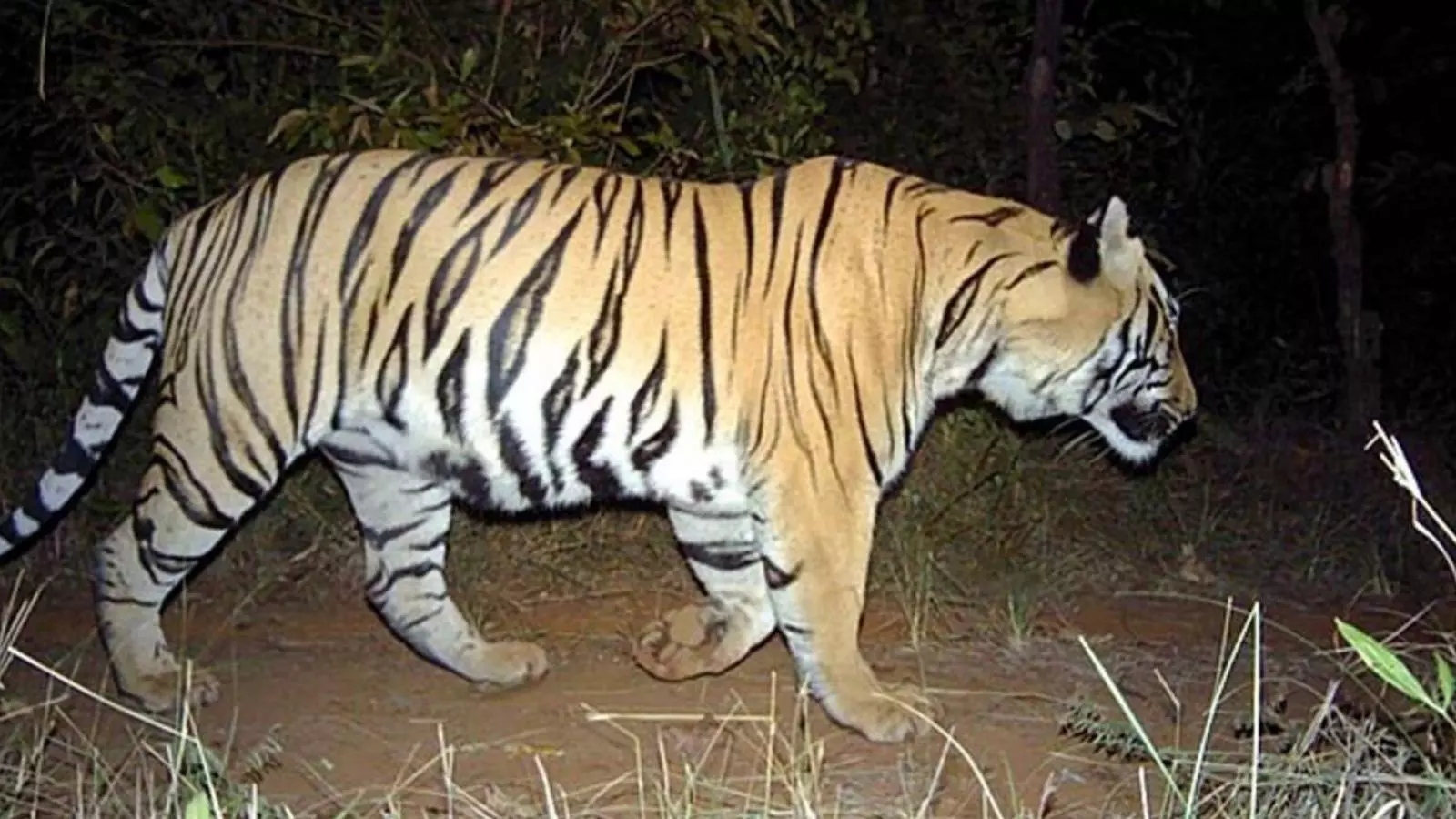 Shahjahanpur: किसान पर बाघ ने हमला , ग्रामीणों में दहशत Shahjahanpur: किसान पर बाघ ने हमला , ग्रामीणों में दहशत