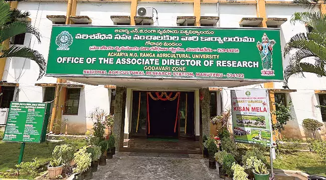 Andhra: किसानों को चावल की अच्छी किस्में और लोगों को स्वस्थ भोजन उपलब्ध Andhra: किसानों को चावल की अच्छी किस्में और लोगों को स्वस्थ भोजन उपलब्ध
