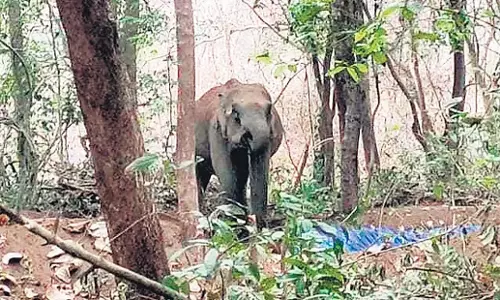 Kerala: इंचाथोटी वन कर्मचारियों ने जंगली जानवरों के लिए जलकुंड बनाने के लिए धन एकत्रित किया Kerala: इंचाथोटी वन कर्मचारियों ने जंगली जानवरों के लिए जलकुंड बनाने के लिए धन एकत्रित किया