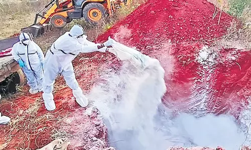 Karnataka: बल्लारी में बर्ड फ्लू, एक सप्ताह में 2 हजार मुर्गियां मरीं Karnataka: बल्लारी में बर्ड फ्लू, एक सप्ताह में 2 हजार मुर्गियां मरीं