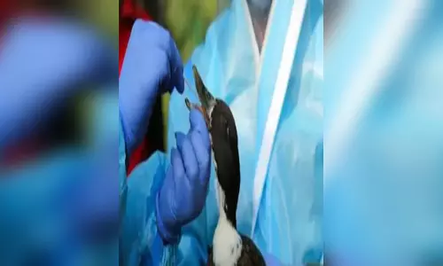 कौओं की मौत के बाद बर्ड फ्लू की पुष्टि, अधिकारी हाई अलर्ट पर कौओं की मौत के बाद बर्ड फ्लू की पुष्टि, अधिकारी हाई अलर्ट पर
