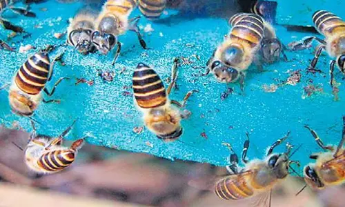 Bhubaneswar: कटक के निकट मधुमक्खियों के हमले में बुजुर्ग की मौत, तीन घायल Bhubaneswar: कटक के निकट मधुमक्खियों के हमले में बुजुर्ग की मौत, तीन घायल