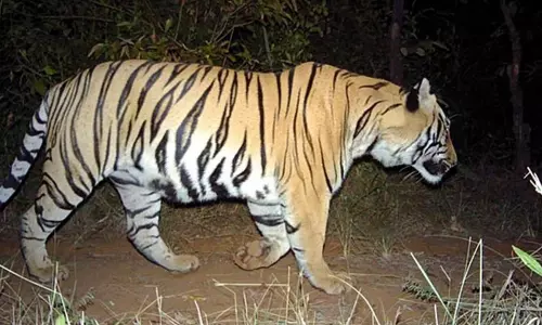 Shahjahanpur: किसान पर बाघ ने हमला , ग्रामीणों में दहशत