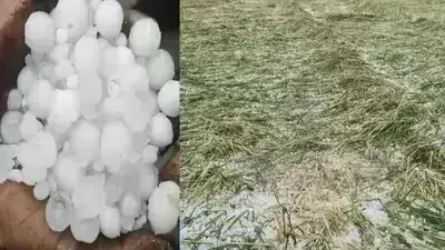 Bikaner: अचानक मौसम में बदलाव ओलावृष्टि से फसल बर्बाद, प्रशासन से मुआवजे की मांग Bikaner: अचानक मौसम में बदलाव ओलावृष्टि से फसल बर्बाद, प्रशासन से मुआवजे की मांग