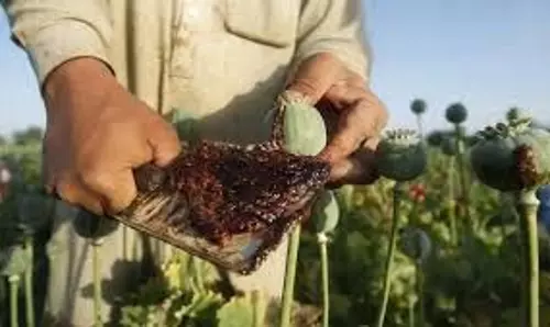 तूफान ने कृषि विशेषज्ञों की चिंता बढ़ा दी
