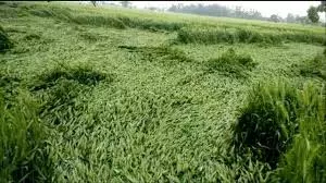 Rajasthan Weather: बारिश और ओलावृष्टि से फसलों को नुकसान, किसानों की बढ़ी चिंता Rajasthan Weather: बारिश और ओलावृष्टि से फसलों को नुकसान, किसानों की बढ़ी चिंता