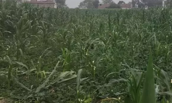 Ballia: अराजकतत्वों ने दो बीघा खेत में खड़ी मक्के की फसल को काटकर तहस-नहस किया Ballia: अराजकतत्वों ने दो बीघा खेत में खड़ी मक्के की फसल को काटकर तहस-नहस किया