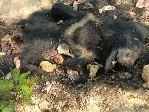 बीट गार्ड पर गिरी गाज, भालू के शव मिलने की सूचना देरी से देना पड़ा भारी बीट गार्ड पर गिरी गाज, भालू के शव मिलने की सूचना देरी से देना पड़ा भारी