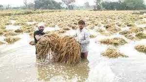 Haryana : किसानों ने बारिश से बर्बाद हुई फसलों के सर्वे की मांग की Haryana : किसानों ने बारिश से बर्बाद हुई फसलों के सर्वे की मांग की