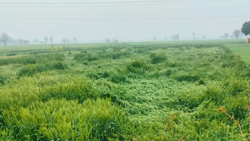 Haryana : हिसार के 10 गांवों में ओलावृष्टि की खबर, राज्य में तापमान में गिरावट Haryana : हिसार के 10 गांवों में ओलावृष्टि की खबर, राज्य में तापमान में गिरावट